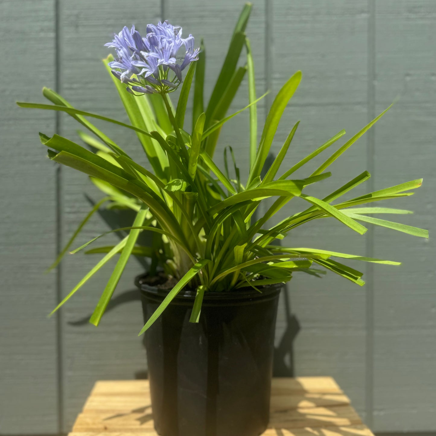 Agapanthus