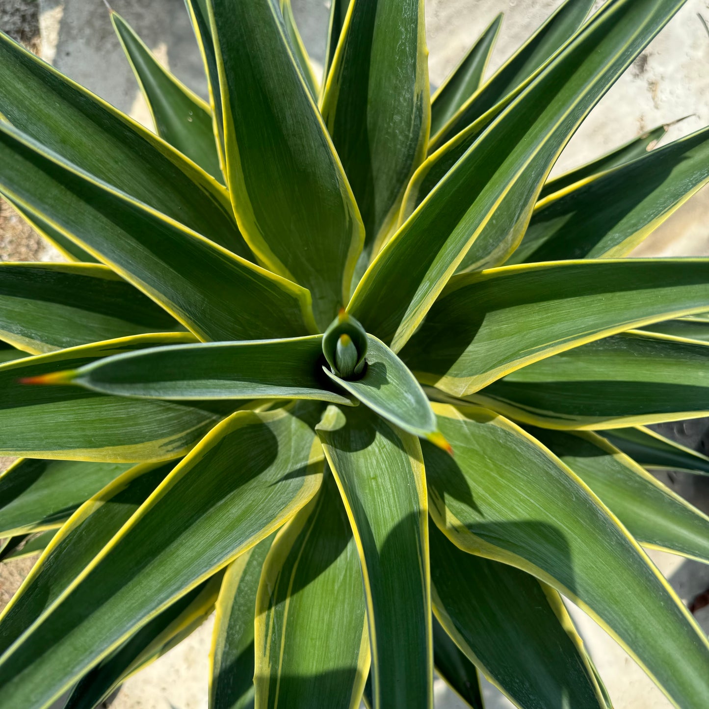 Agave