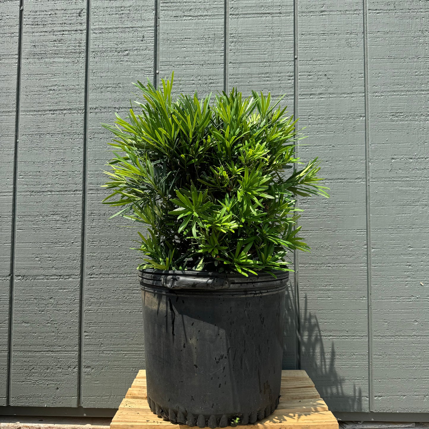 Podocarpus Pringle