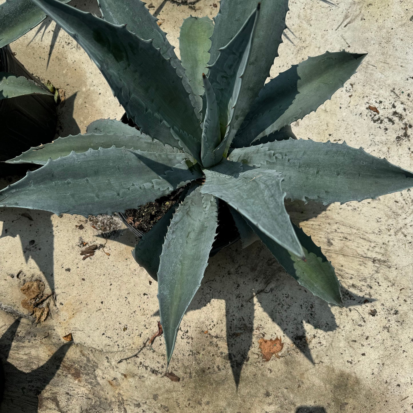 Agave