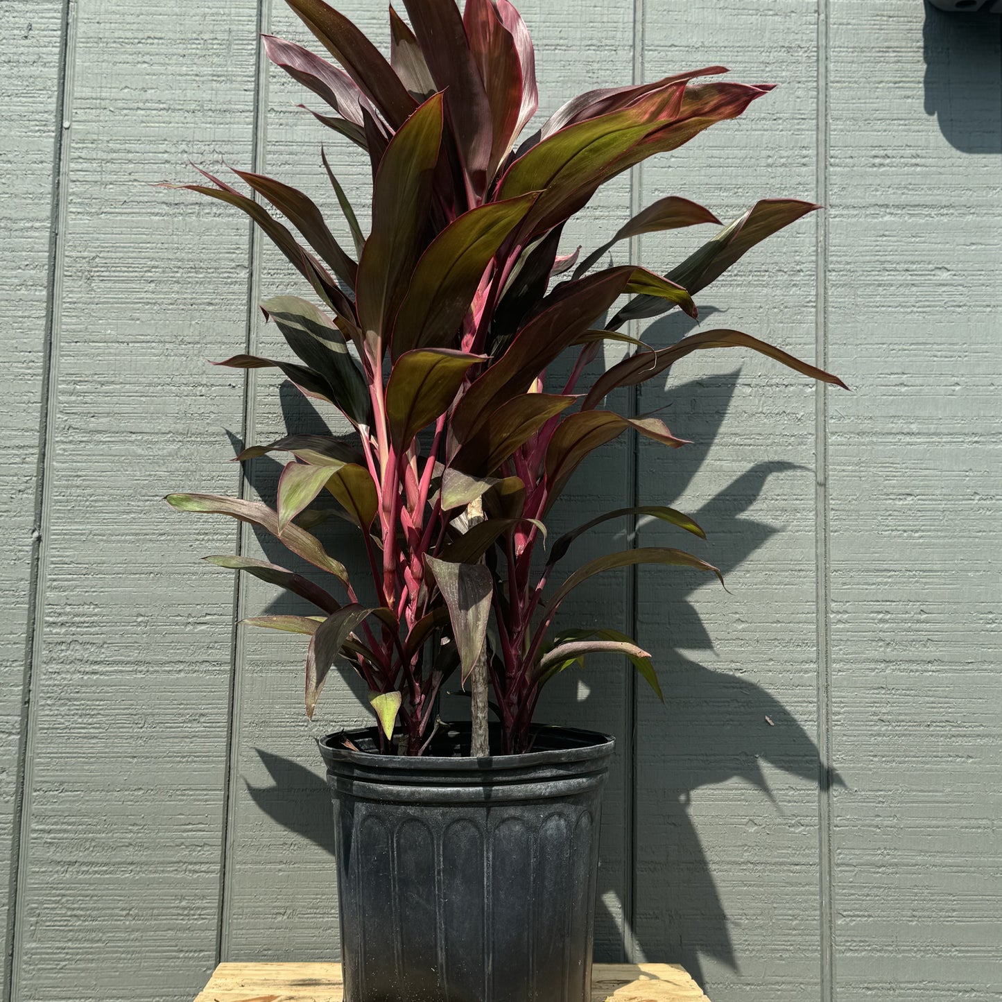 Cordyline