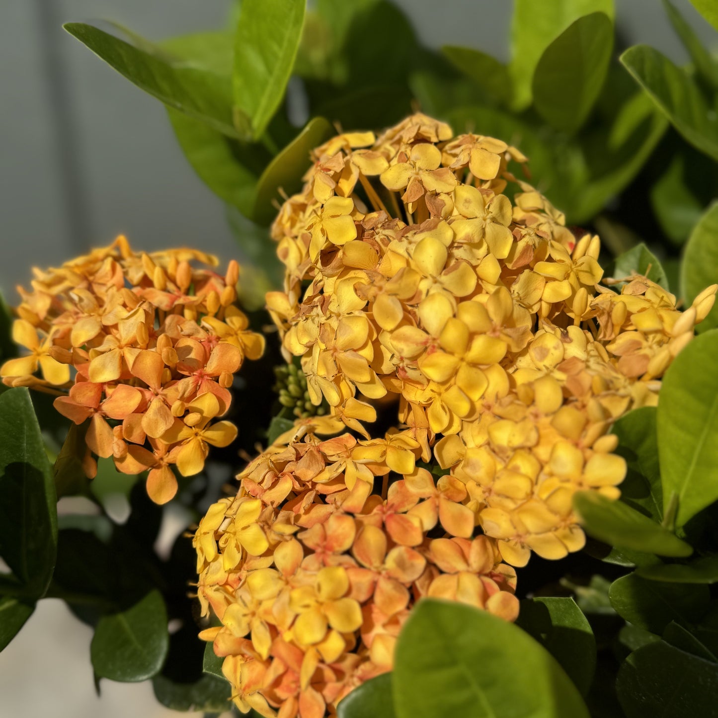 Ixora