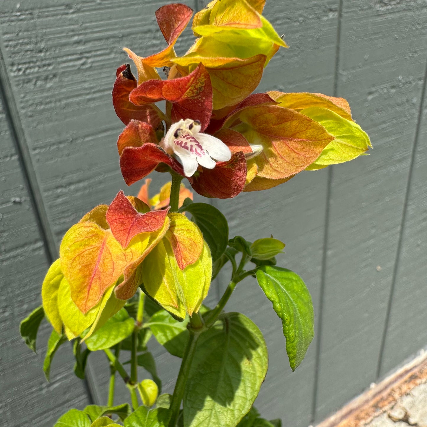 Shrimp Plant