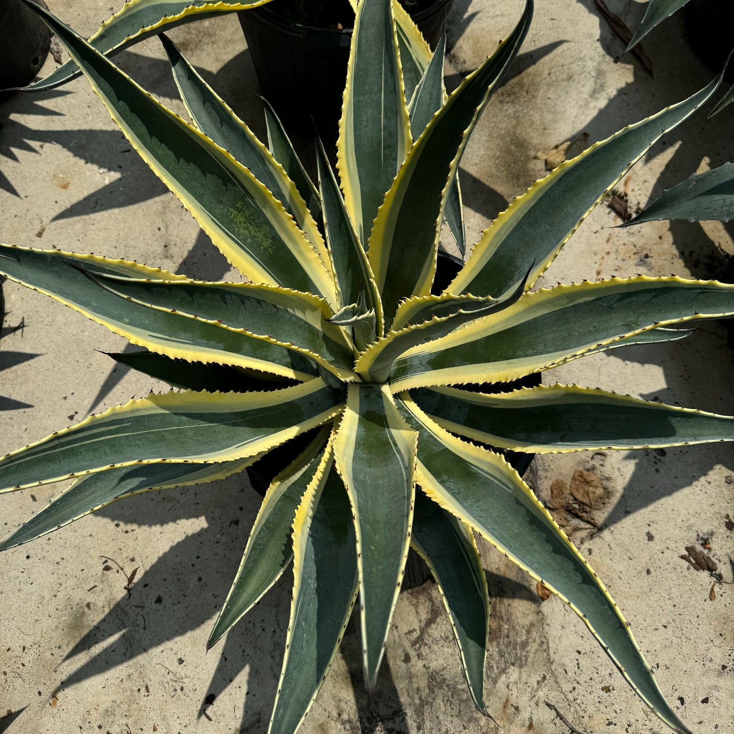 Agave