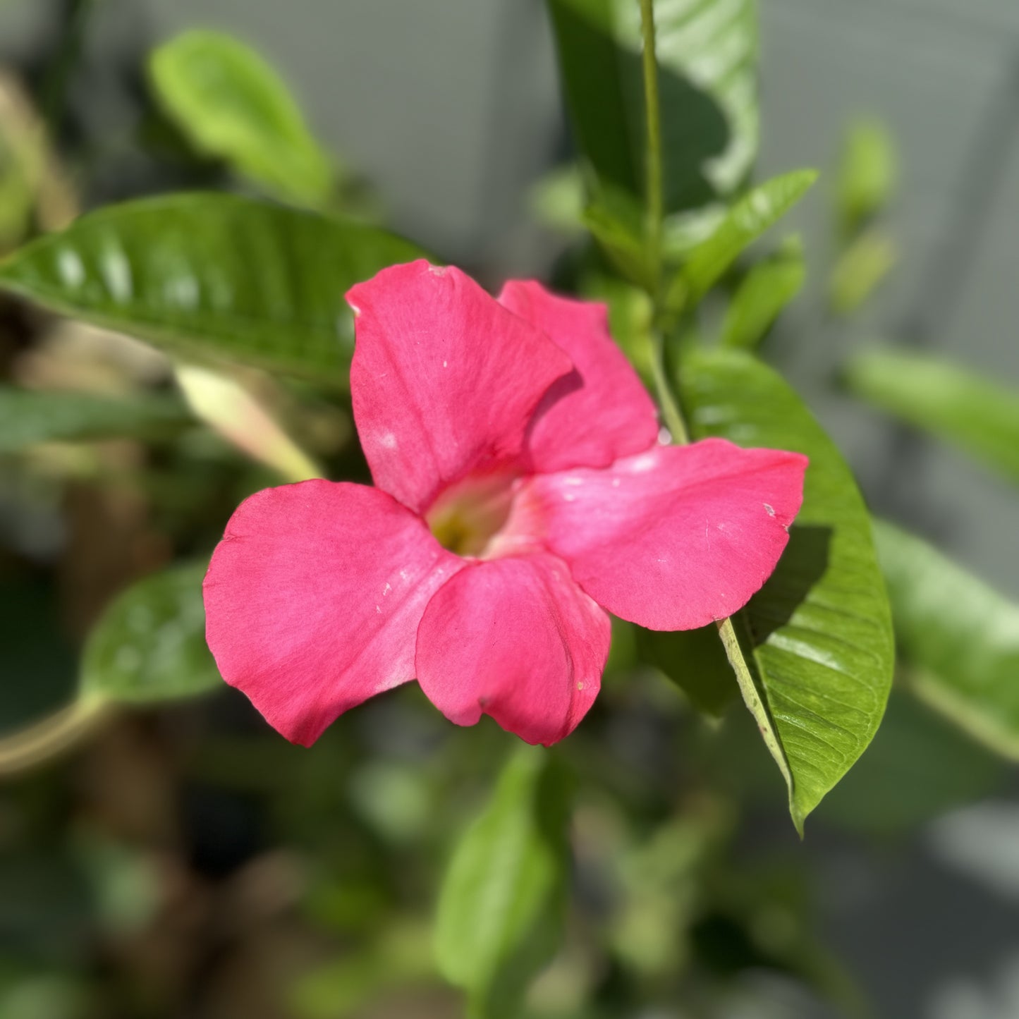 Mandevilla