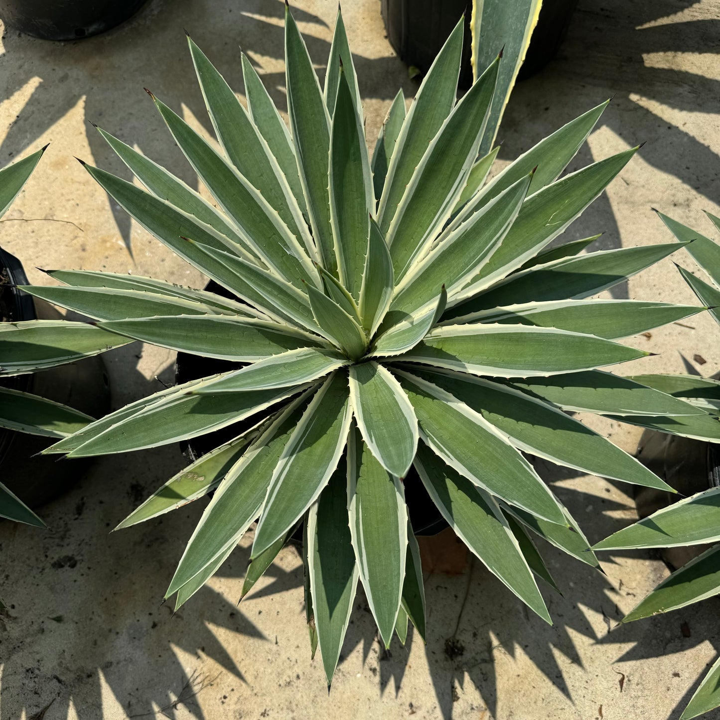 Agave