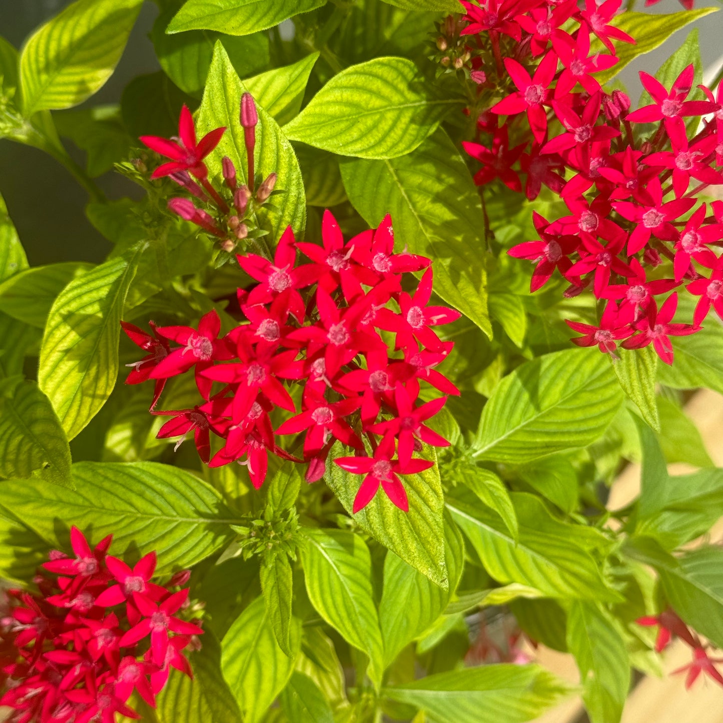 Pentas