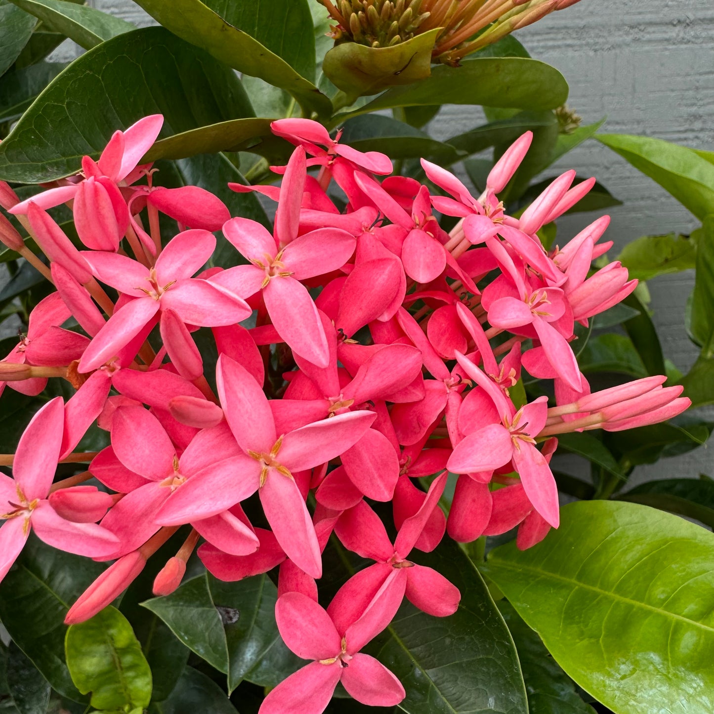 Ixora