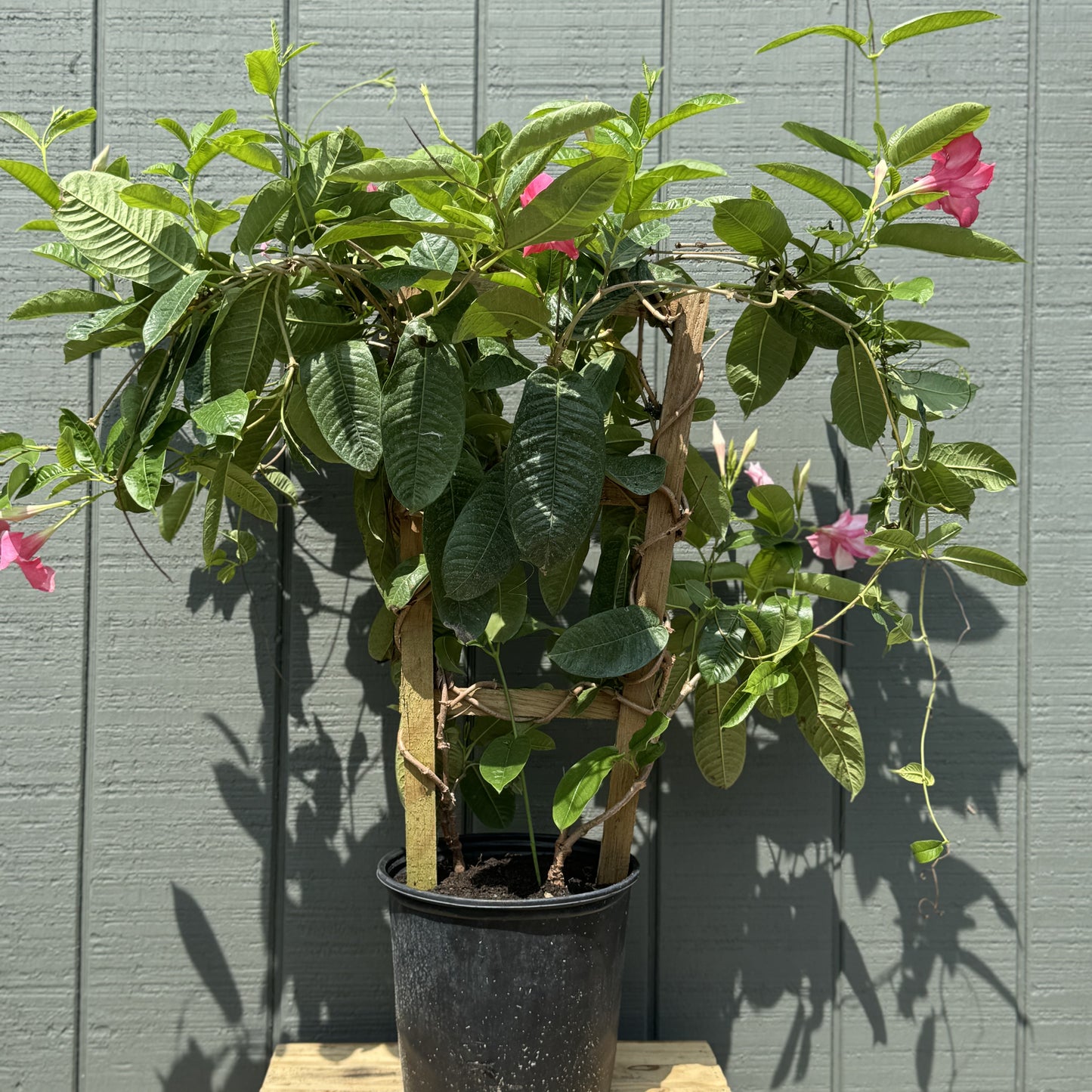 Mandevilla