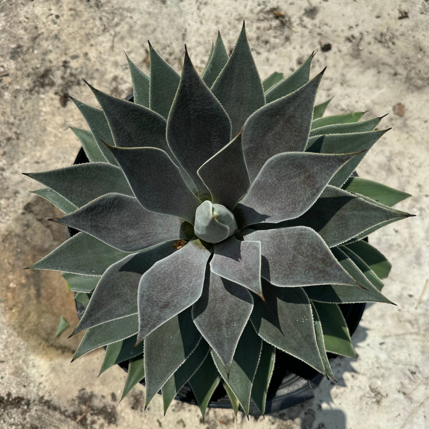 Agave