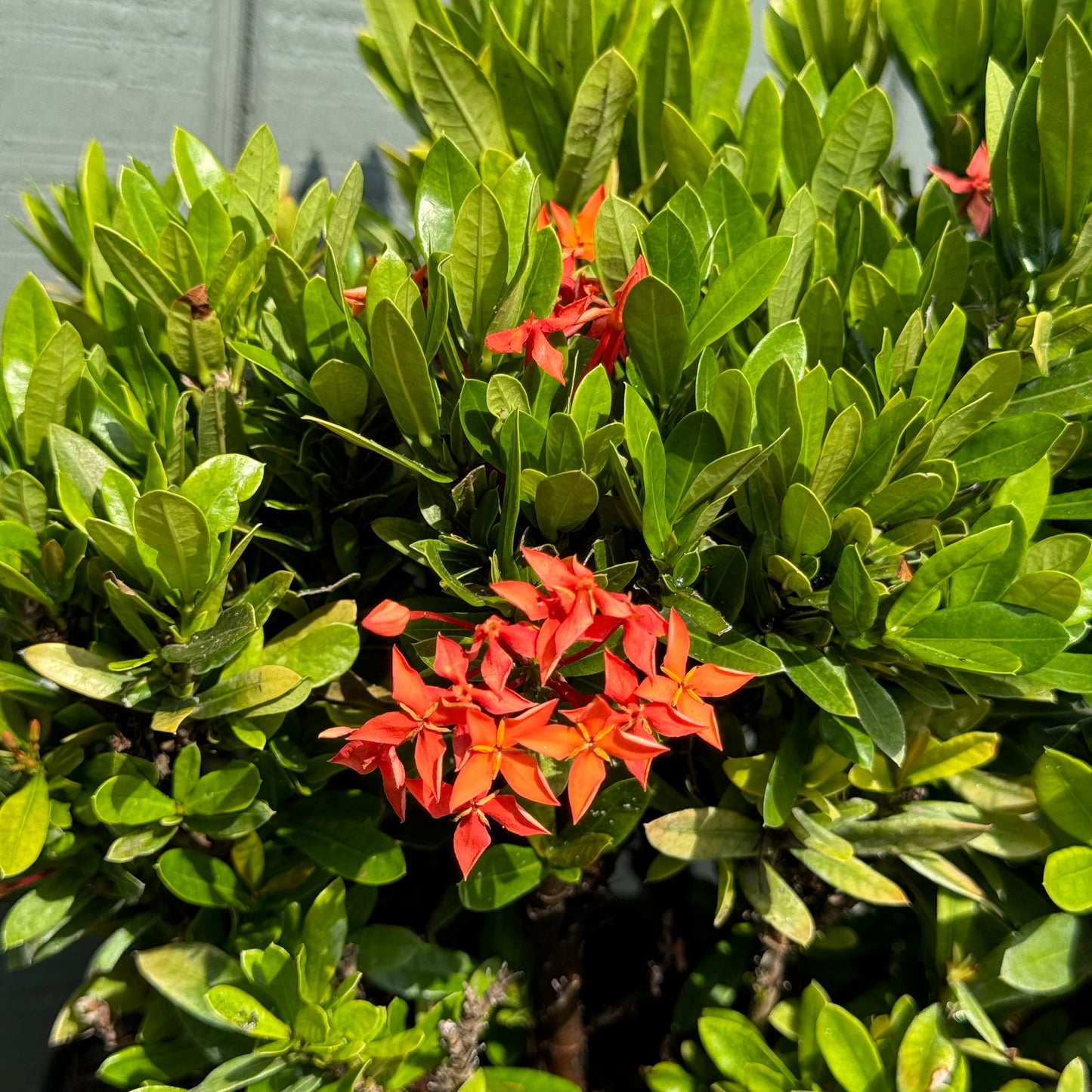 Ixora