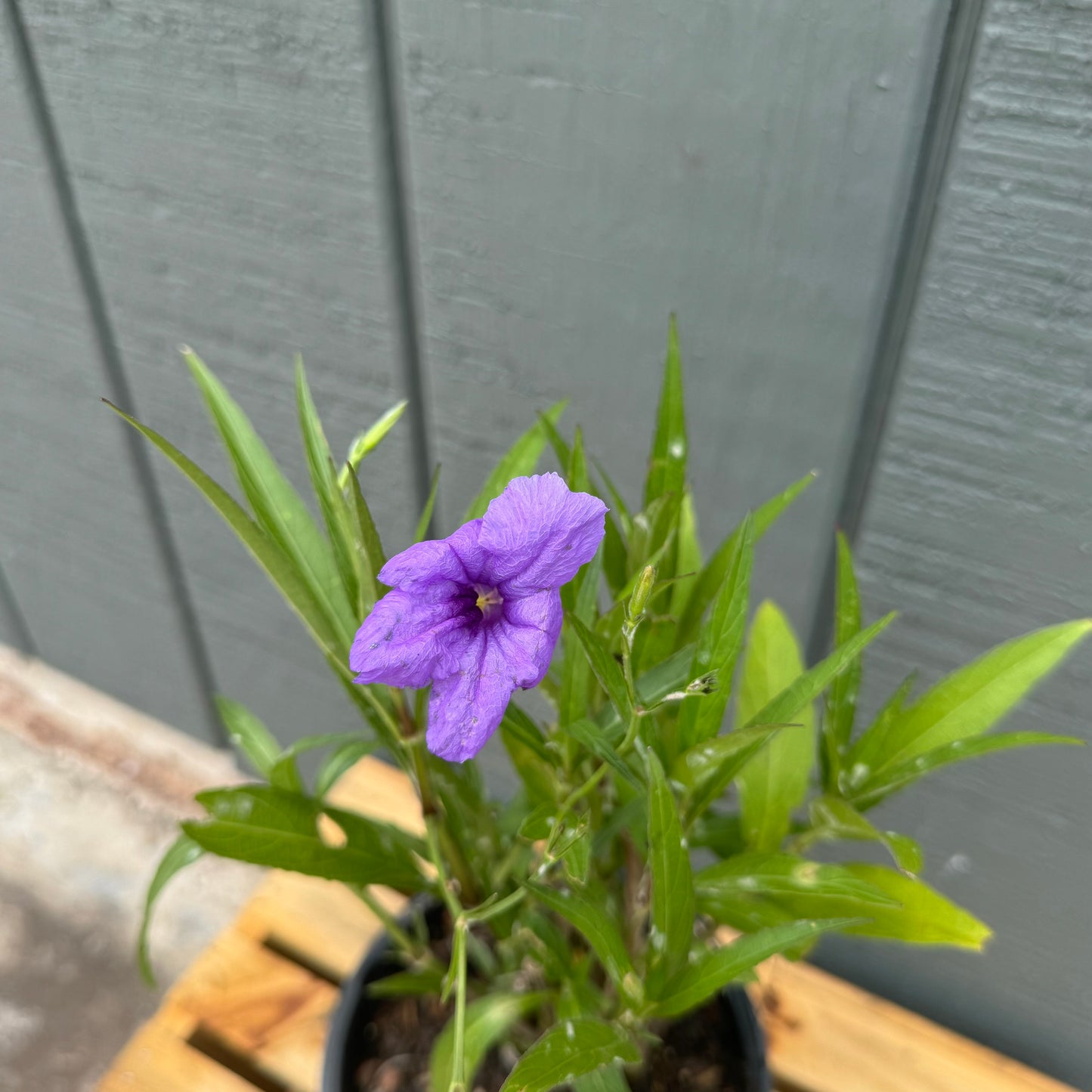 Mexican Petunia