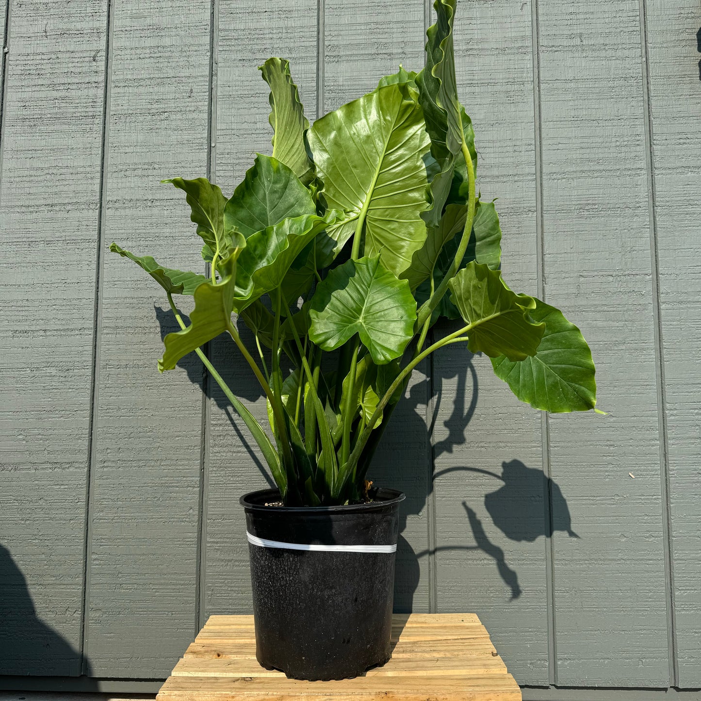 Alocasia Odora