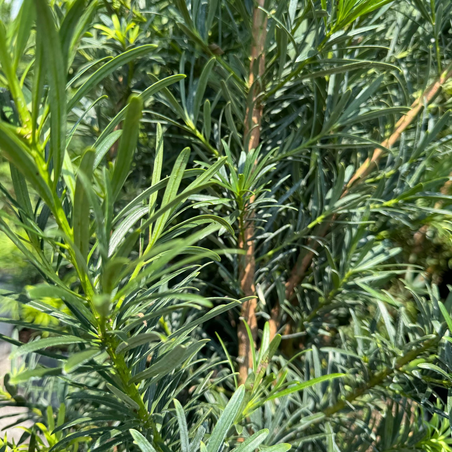 Podocarpus